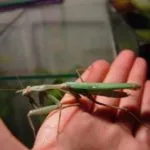 Mantis otthon, hogy meg kell tudni, hogy a kezdő tulajdonosok (sáska Sphodromantis centralis) Mantis otthon, hogy meg kell tudni, hogy a kezdő tulajdonosok