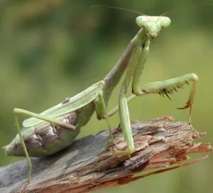 Mantis otthon, hogy meg kell tudni, hogy a kezdő tulajdonosok (tudni) Mantis otthon, hogy meg kell tudni, hogy a kezdő tulajdonosok