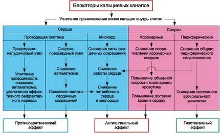 Kalcium-csatorna blokkolók felülvizsgálat készítmények