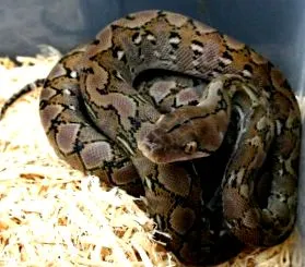 világ