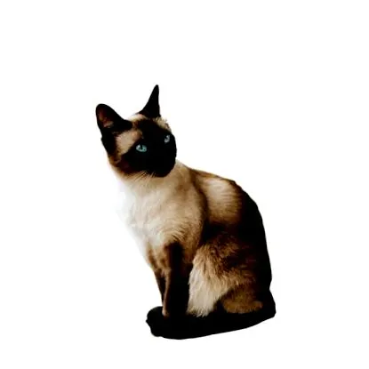mačka