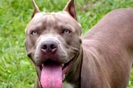 pitbull-fajtáról