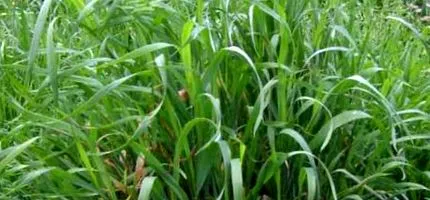 agropyrum CSID folyik