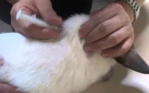 Betegségek nyulak kezelése és megelőzése