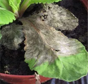 Betegségek és kártevők szobanövények, hogyan kell kezelni a szobanövények (betegség) Betegségek és kártevők szobanövények, hogyan kell kezelni a szobanövények