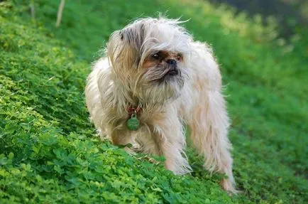 Brüsszel Griffon - történelem, megjelenés, karakter és egészség (fotó) (fotó) Brüsszel Griffon - történelem, megjelenés, karakter és egészség (fotó)