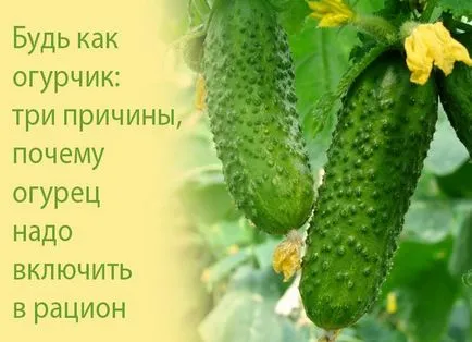Akár egy uborka három okból az uborka legyen a diéta - egészséges módon (út) Akár egy uborka három okból az uborka legyen a diéta - egészséges