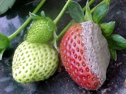 Betegségek eper és egy fotót a kezelés (post-harvest) Betegségek eper, és egy fényképet, hogy a kezelés