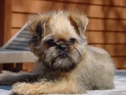 Brüsszel Griffon - történelem, megjelenés, karakter és egészség (fotó) (Egészségügy) Brüsszel Griffon - történelem, megjelenés, karakter és egészség (fotó)