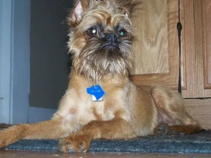 Brüsszel Griffon - történelem, megjelenés, karakter és egészség (fotó) (karakter) Brüsszel Griffon - történelem, megjelenés, karakter és egészség (fotó)