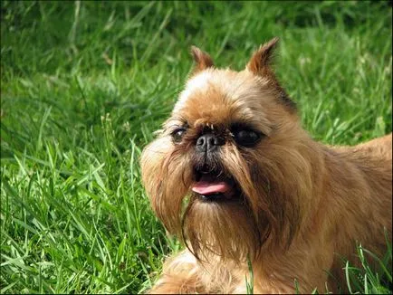 Brüsszel Griffon - történelem, megjelenés, karakter és egészség (fotó) (fotó) Brüsszel Griffon - történelem, megjelenés, karakter és egészség (fotó)