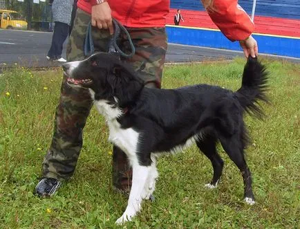 Border Collie - fotó, leírás, jellegét, tartalmát, élelmiszer, vásárlás (vásárlás) Border Collie - fotó, leírás, jellegét, tartalmát, élelmiszer, vásárlás