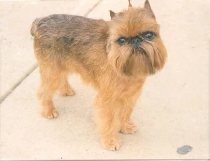 Brüsszel Griffon - történelem, megjelenés, karakter és egészség (fotó) (Egészségügy) Brüsszel Griffon - történelem, megjelenés, karakter és egészség (fotó)