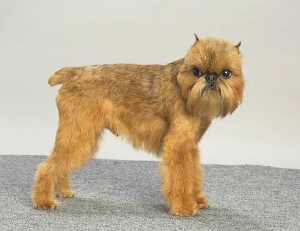 Brüsszel Griffon - történelem, megjelenés, karakter és egészség (fotó) (karakter) Brüsszel Griffon - történelem, úgy néz ki, a karakter és az egészség (fotó)