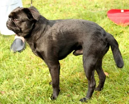 Brüsszel Griffon - történelem, megjelenés, karakter és egészség (fotó) (karakter) Brüsszel Griffon - történelem, megjelenés, karakter és egészség (fotó)