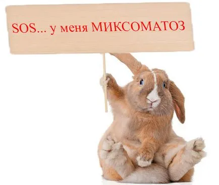 Betegségek nyulak és kezelésük (fotó tünetek megelőzése)