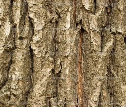 Nagy tölgy leírás jellemzőit, előnyeit (fotó) (nagy) Nagy tölgy leírás jellemzőit, előnyeit (fotó)