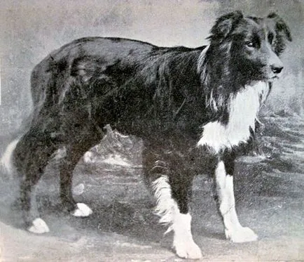 Border Collie - fotó, leírás, jellegét, tartalmát, élelmiszer, vásárlás (Border Collie) Border Collie - fotó, leírás, jellegét, tartalmát, élelmiszer, vásárlás