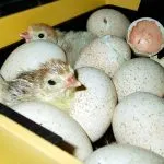 Mit és hogyan kell etetni a kacsákat az otthoni diéta és takarmányozási szabályokat