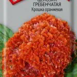 Celosia fésű növekvő magról - részletes utasításokat!