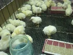 A takarmány brojlercsirkék otthon, gyorsabban nőnek,