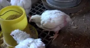 A takarmány brojlercsirkék otthon, gyorsabban nőnek,