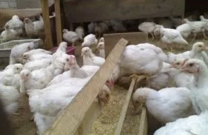 A takarmány brojlercsirkék otthon, gyorsabban nőnek,