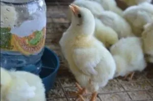 A takarmány brojlercsirkék otthon, gyorsabban nőnek,