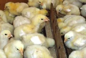 A takarmány brojlercsirkék otthon, gyorsabban nőnek,