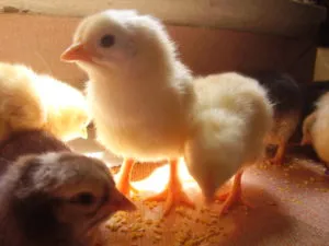 A takarmány brojlercsirkék otthon, gyorsabban nőnek,
