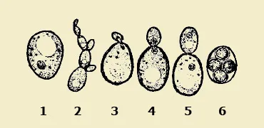A Királyság gombák, az általános jellemzőit gombák, gomba szerkezete (összesen) A királyság a gombák általános jellemzői gombák, a szerkezet gombák
