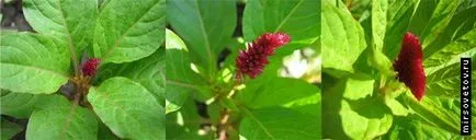Celosia fésű, termesztés és karbantartás (celosia) Celosia fésű, termesztés és karbantartás