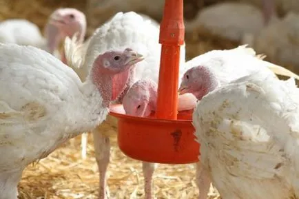 A takarmány pulyka, pulyka otthon, mivel a korai időkben (pulyka) Mi a takarmány a pulyka és poults otthon az első napon