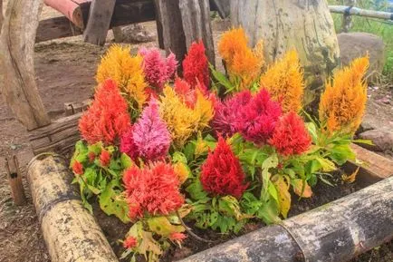 Comb celosia (kakastaréj) nő otthon, fotó (celosia) Comb celosia (kakastaréj) nő az otthoni, fotók