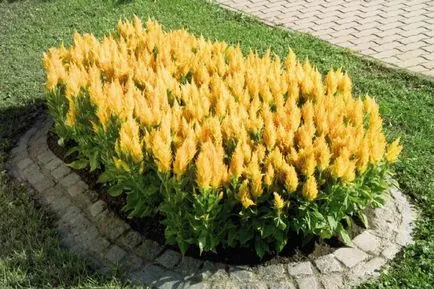 Celosia egy fésű termesztés, gondozás és felhasználása