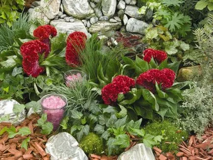 Celosia fésű növekvő magról - részletes utasításokat!
