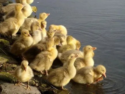 Mit és hogyan kell etetni a libák az első nap az élet (élet) Mit és hogyan kell etetni a libák az első nap az élet