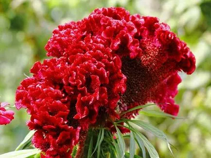 Celosia fésű növekvő magról - részletes utasításokat!