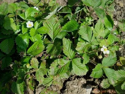 Gyakran előforduló betegségek az eper, és hogyan foglalkozik velük (betegség) Gyakran előforduló betegségek, a szamóca és hogyan kell kezelni őket