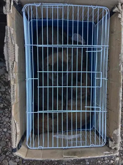 Emberi gondatlanság, kegyetlenség, naplevatelstvo () Emberi gondatlanság, kegyetlenség, naplevatelstvo
