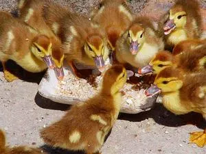 Mi a takarmány kacsa otthon kevés az első napokban, heti, havi (feed) Mi a takarmány kacsa otthon kevés az első napokban, heti, havi