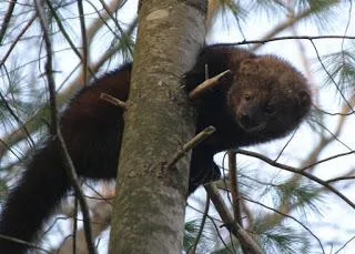 A civet eszik eszik nyest jellegű