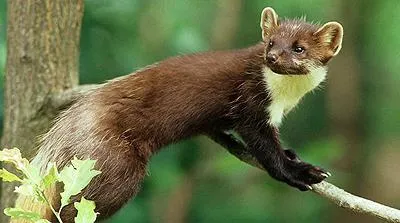 A civet eszik eszik nyest jellegű