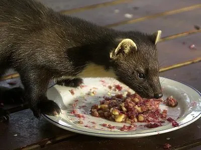 A civet eszik eszik nyest jellegű
