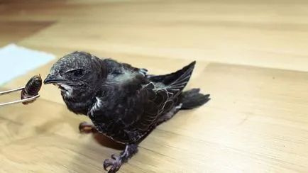 Mi a takarmány a Swift otthon