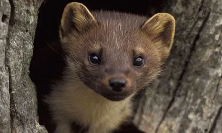 A civet eszik eszik nyest jellegű