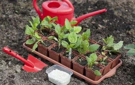 A takarmány aster kiültetés után a talajba (talaj) A takarmány őszirózsák után Ágynemű