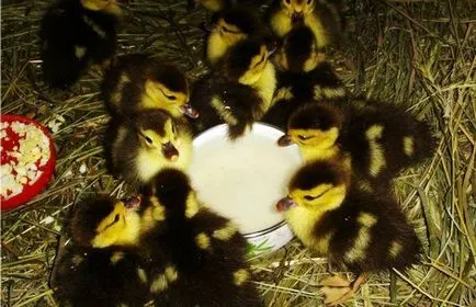 Mi a takarmány kacsa az első napokban, heti, havi (fű) Mi a takarmány kacsa az első napokban, heti, havi