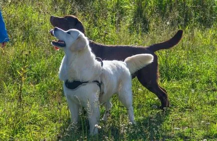 Mi a különbség a golden retriever Labrador retriever, „hogy mancs”