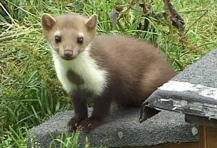A civet eszik